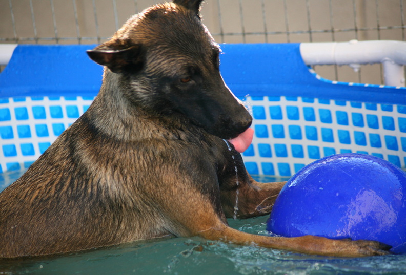 c-dog pool 019