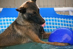 c-dog pool 019
