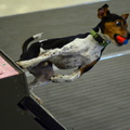 Copy of 44084777-FLYBALL13-59