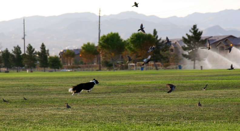 c-Raven chasing birds 019