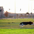 c-Raven chasing birds 036