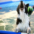 c-dog pool 145