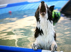 c-dog pool 145