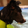 c-dog pool 162