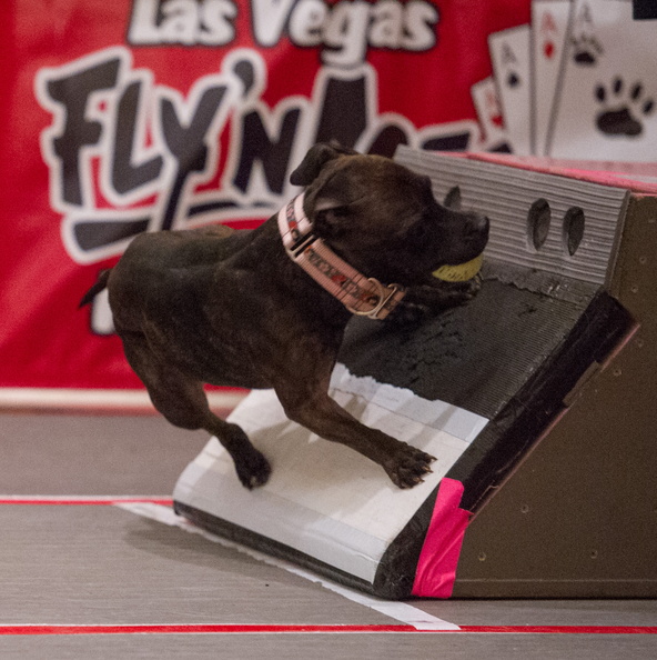 8056 FlyBall Vegas 2015